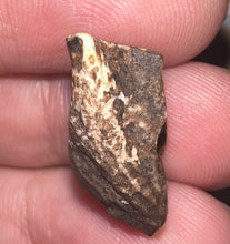 Load image into Gallery viewer, Framed Huge Triceratops type Ceratopsian Tooth .87 Inches
