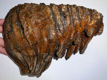 Load image into Gallery viewer, Huge Ice Age Fossil Woolly Mammoth Molar 8.25 Inches from Siberia
