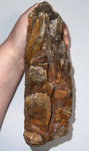 Load image into Gallery viewer, Huge Ice Age Fossil Woolly Mammoth Molar 8.25 Inches from Siberia

