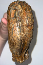 Load image into Gallery viewer, Huge Ice Age Fossil Woolly Mammoth Molar 8.25 Inches from Siberia
