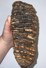 Load image into Gallery viewer, Huge Ice Age Fossil Woolly Mammoth Molar 8.25 Inches from Siberia
