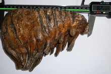 Load image into Gallery viewer, Huge Ice Age Fossil Woolly Mammoth Molar 8.25 Inches from Siberia
