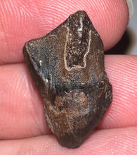 Load image into Gallery viewer, Framed Huge Triceratops type Ceratopsian Tooth .81 Inches
