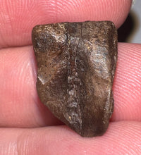 Load image into Gallery viewer, Framed Huge Triceratops type Ceratopsian Tooth .81 Inches

