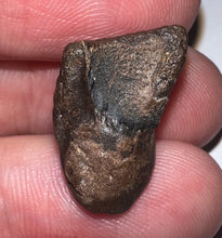 Load image into Gallery viewer, Framed Huge Triceratops type Ceratopsian Tooth .81 Inches
