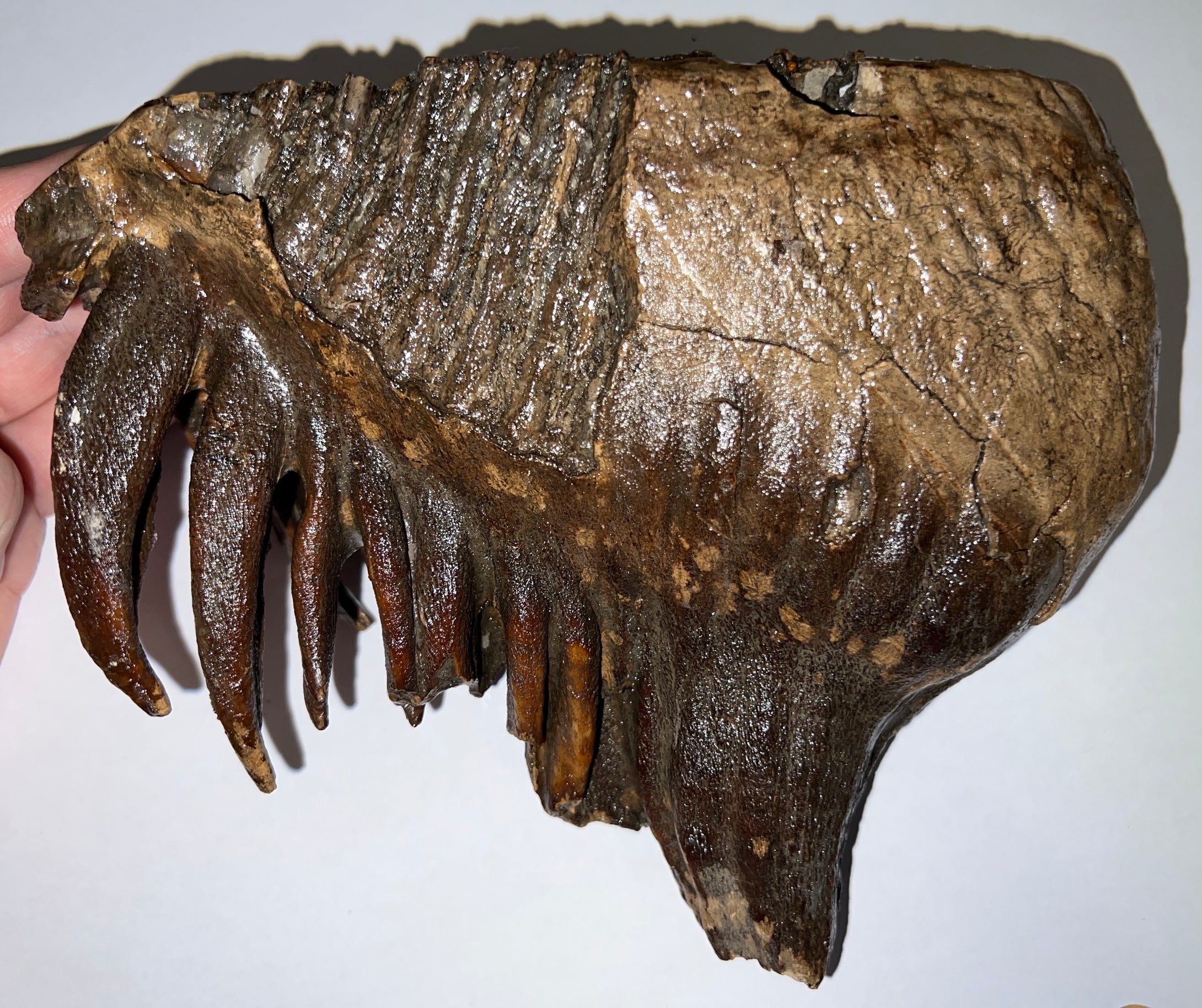 GEM Large Ice Age Fossil Woolly Mammoth Molar 7.64 Inches from Siberia