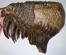 Load image into Gallery viewer, GEM Large Ice Age Fossil Woolly Mammoth Molar 7.64 Inches from Siberia
