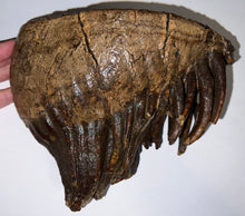 Load image into Gallery viewer, GEM Large Ice Age Fossil Woolly Mammoth Molar 7.64 Inches from Siberia
