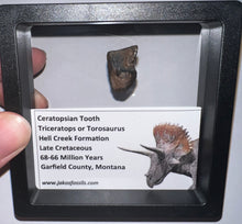 Load image into Gallery viewer, Framed Huge Triceratops type Ceratopsian Tooth .81 Inches
