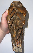 Load image into Gallery viewer, GEM Large Ice Age Fossil Woolly Mammoth Molar 7.64 Inches from Siberia
