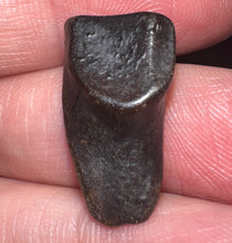 Load image into Gallery viewer, Framed Huge Triceratops type Ceratopsian Tooth .83 Inches
