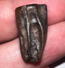 Load image into Gallery viewer, Framed Huge Triceratops type Ceratopsian Tooth .83 Inches
