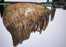 Load image into Gallery viewer, GEM Large Ice Age Fossil Woolly Mammoth Molar 7.64 Inches from Siberia
