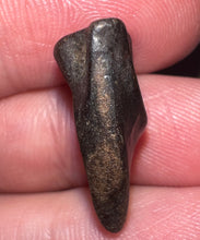 Load image into Gallery viewer, Framed Huge Triceratops type Ceratopsian Tooth .83 Inches
