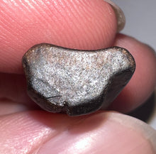Load image into Gallery viewer, Framed Huge Triceratops type Ceratopsian Tooth .83 Inches
