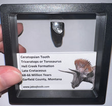 Load image into Gallery viewer, Framed Huge Triceratops type Ceratopsian Tooth .83 Inches
