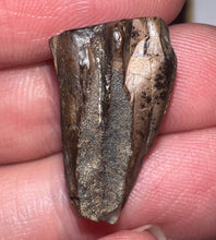 Load image into Gallery viewer, Framed Huge Triceratops type Ceratopsian Tooth .86 Inches
