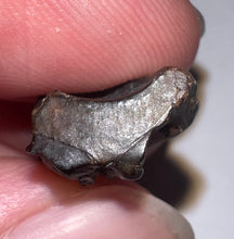 Load image into Gallery viewer, Framed Huge Triceratops type Ceratopsian Tooth .86 Inches
