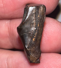 Load image into Gallery viewer, Framed Huge Triceratops type Ceratopsian Tooth .86 Inches
