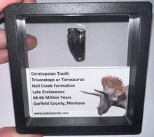 Load image into Gallery viewer, Framed Huge Triceratops type Ceratopsian Tooth .86 Inches
