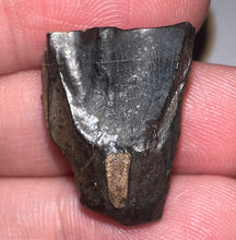 Load image into Gallery viewer, Framed Huge Triceratops type Ceratopsian Tooth .86 Inches
