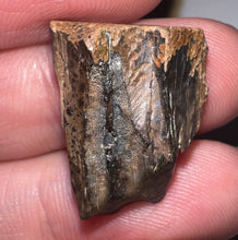 Load image into Gallery viewer, Framed Huge Triceratops type Ceratopsian Tooth .86 Inches
