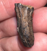 Load image into Gallery viewer, Framed Huge Triceratops type Ceratopsian Tooth .86 Inches
