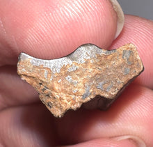 Load image into Gallery viewer, Framed Huge Triceratops type Ceratopsian Tooth .86 Inches

