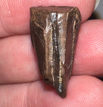 Load image into Gallery viewer, Framed Huge Triceratops type Ceratopsian Tooth .91 Inches
