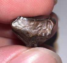 Load image into Gallery viewer, Framed Huge Triceratops type Ceratopsian Tooth .91 Inches
