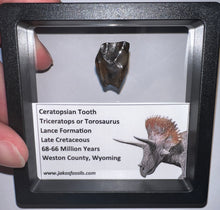 Load image into Gallery viewer, Framed Huge Triceratops type Ceratopsian Tooth .83 Inches
