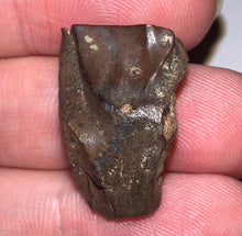 Load image into Gallery viewer, Framed Huge Triceratops type Ceratopsian Tooth .92 Inches
