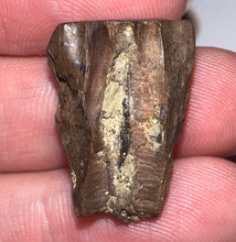 Load image into Gallery viewer, Framed Huge Triceratops type Ceratopsian Tooth .92 Inches

