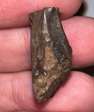 Load image into Gallery viewer, Framed Huge Triceratops type Ceratopsian Tooth .92 Inches
