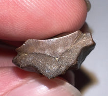 Load image into Gallery viewer, Framed Huge Triceratops type Ceratopsian Tooth .92 Inches
