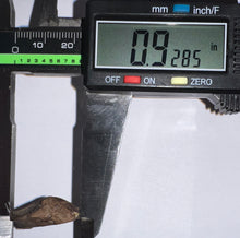 Load image into Gallery viewer, Framed Huge Triceratops type Ceratopsian Tooth .92 Inches
