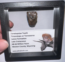 Load image into Gallery viewer, Framed Huge Triceratops type Ceratopsian Tooth .92 Inches
