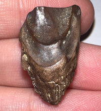 Load image into Gallery viewer, Framed HUGE Triceratops type Ceratopsian Tooth 1.01 Inches
