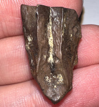 Load image into Gallery viewer, Framed HUGE Triceratops type Ceratopsian Tooth 1.01 Inches
