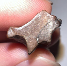 Load image into Gallery viewer, Framed HUGE Triceratops type Ceratopsian Tooth 1.01 Inches
