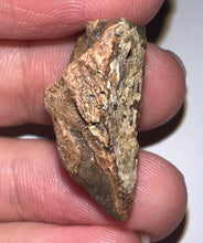 Load image into Gallery viewer, Framed HUGE Triceratops type Ceratopsian Tooth 1.12 Inches
