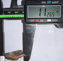 Load image into Gallery viewer, Framed HUGE Triceratops type Ceratopsian Tooth 1.12 Inches
