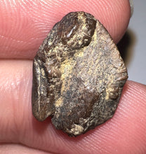 Load image into Gallery viewer, Triceratops type Ceratopsian Tooth Crown .7 Inches Lance Formation Wyoming
