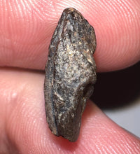 Load image into Gallery viewer, Triceratops type Ceratopsian Tooth Crown .7 Inches Lance Formation Wyoming
