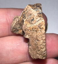 Load image into Gallery viewer, HUGE Triceratops type Ceratopsian Tooth 1.03 Inches
