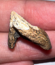 Load image into Gallery viewer, GEM Juvenile Triceratops type Ceratopsian Tooth with Full Crown and Root .88 Inches Lance Formation Wyoming
