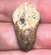 Load image into Gallery viewer, GEM Juvenile Triceratops type Ceratopsian Tooth with Full Crown and Root .88 Inches Lance Formation Wyoming

