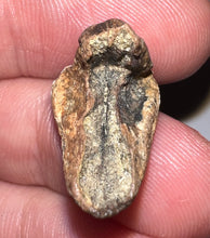 Load image into Gallery viewer, GEM Juvenile Triceratops type Ceratopsian Tooth with Full Crown and Root .88 Inches Lance Formation Wyoming
