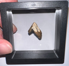 Load image into Gallery viewer, GEM Juvenile Triceratops type Ceratopsian Tooth with Full Crown and Root .88 Inches Lance Formation Wyoming
