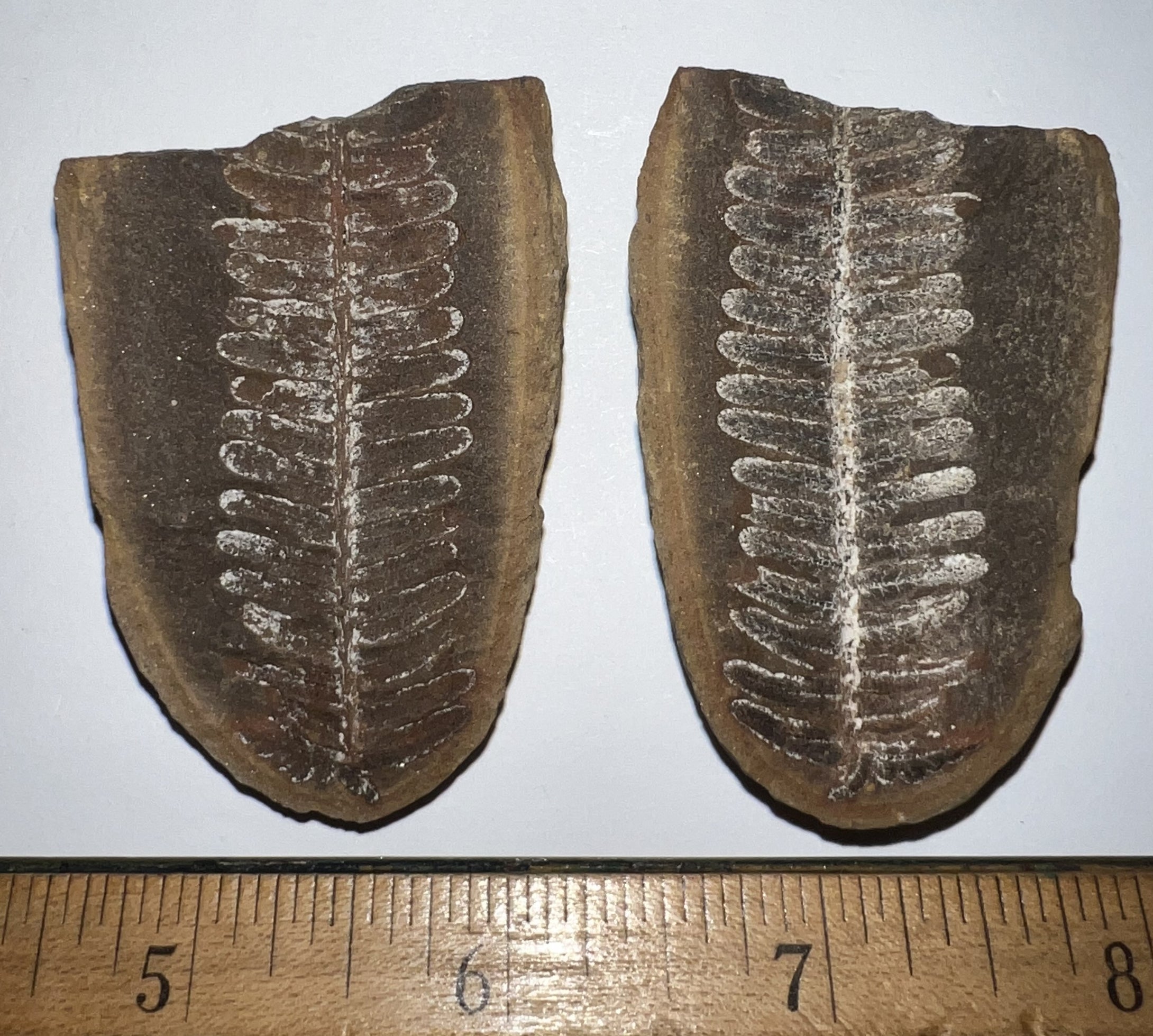 Fossil Tree Ferns from Mazon Creek both halves 1.5 to 2 Inches One Pair Per Order